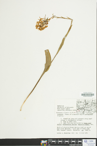 Platanthera ciliaris image