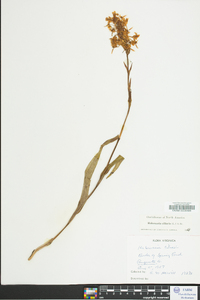 Platanthera ciliaris image