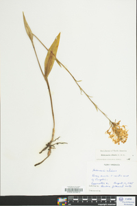 Platanthera ciliaris image