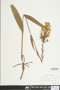 Platanthera ciliaris image