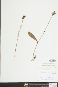 Platanthera clavellata image