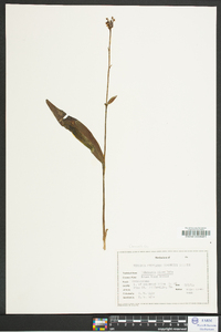 Platanthera clavellata image