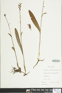 Platanthera clavellata image