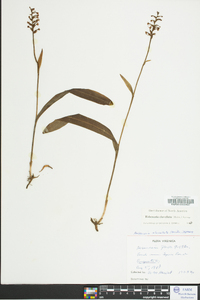 Platanthera clavellata image