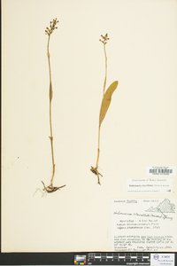 Platanthera clavellata image