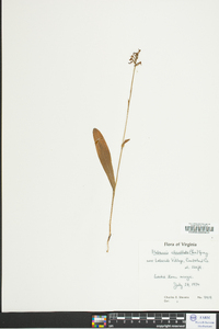 Platanthera clavellata image