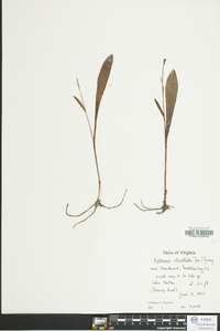 Platanthera clavellata image