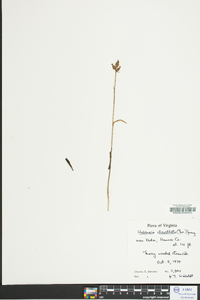 Platanthera clavellata image