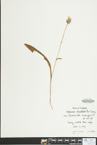 Platanthera clavellata image