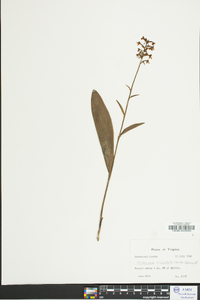 Platanthera clavellata image