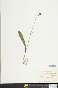 Platanthera clavellata image