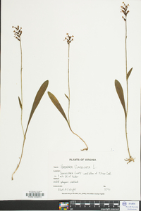 Platanthera clavellata image