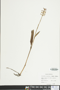 Platanthera clavellata image