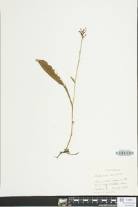 Platanthera clavellata image