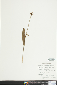 Platanthera clavellata image