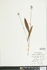 Platanthera clavellata image