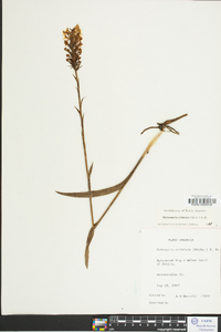 Platanthera cristata image