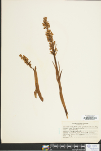 Platanthera dilatata image