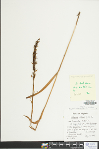 Platanthera flava image