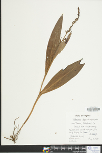 Platanthera flava image