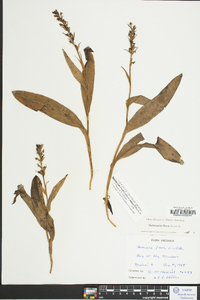 Platanthera flava image