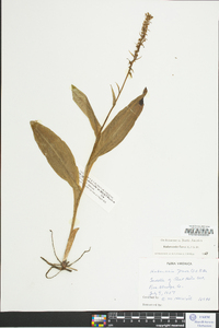 Platanthera flava image