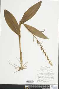 Platanthera flava image