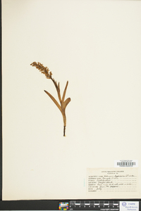 Platanthera hyperborea image