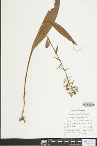 Platanthera lacera image