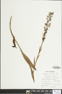 Platanthera lacera image