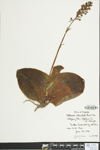 Platanthera orbiculata image