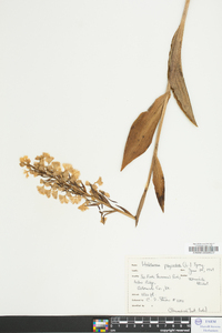 Platanthera psycodes image