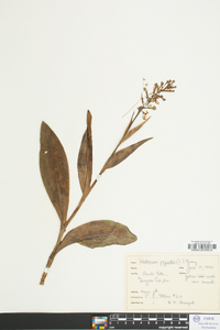 Platanthera psycodes image