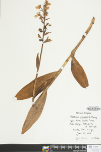 Platanthera psycodes image