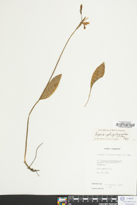 Pogonia ophioglossoides image