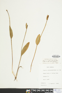 Pogonia ophioglossoides image