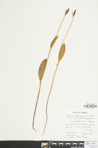 Pogonia ophioglossoides image