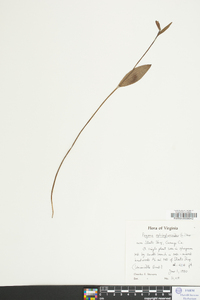 Pogonia ophioglossoides image