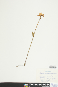 Pogonia ophioglossoides image