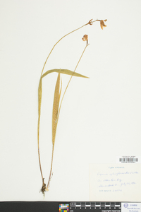 Pogonia ophioglossoides image