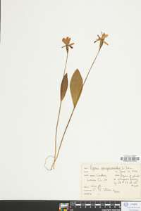 Pogonia ophioglossoides image