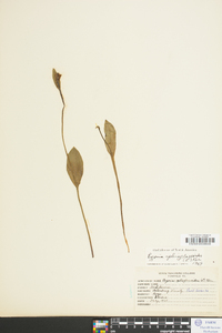 Pogonia ophioglossoides image