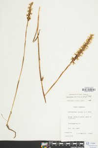 Spiranthes cernua image