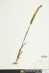 Spiranthes cernua image