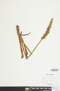 Spiranthes cernua image