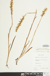 Spiranthes cernua image