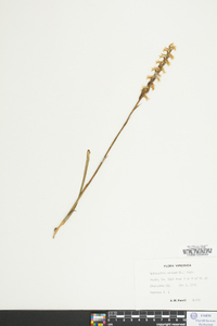 Spiranthes cernua image