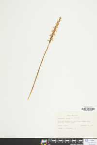 Spiranthes cernua image