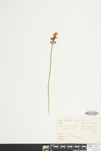 Spiranthes cernua image