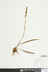 Spiranthes cernua image